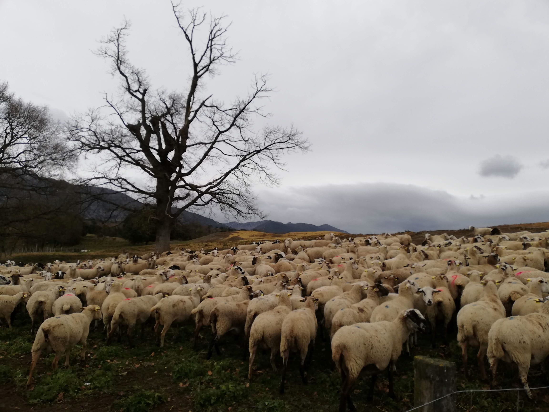 Imatge pels mitjans: Repte 4: Sistema agroalimentari